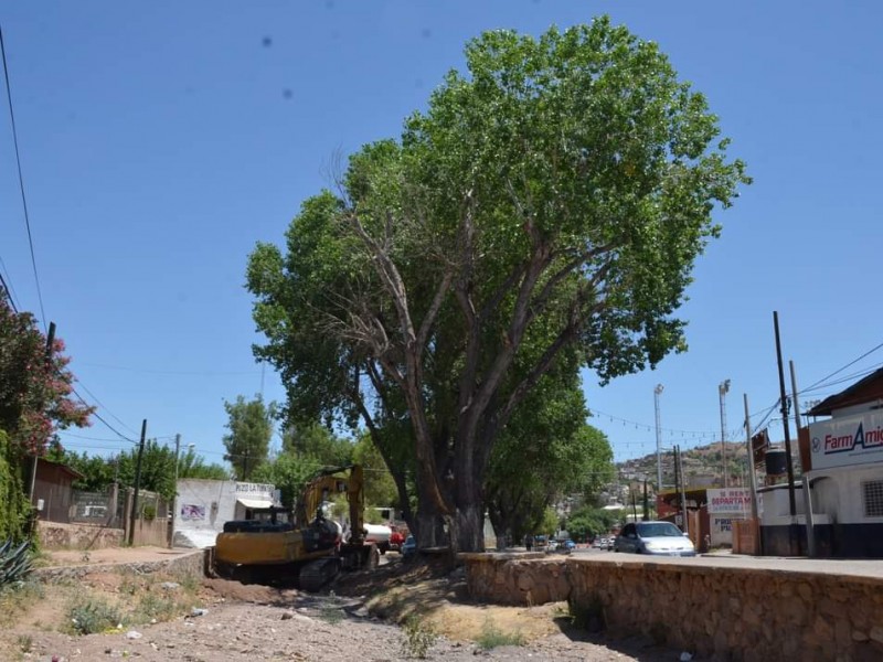 Polemica por arboles de la avenida Tecnologico