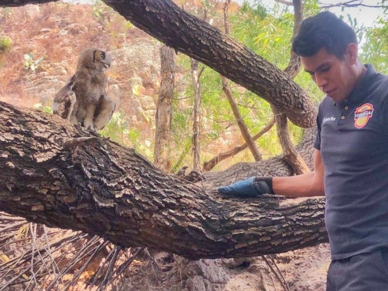 Policía ambiental continua trabajando en la liberación de especies