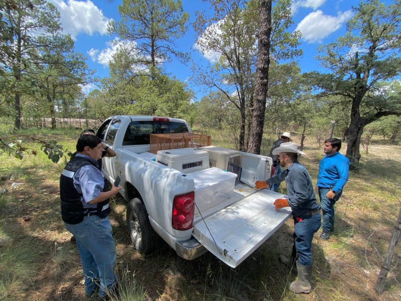 Policia ambiental ha rescatada 16 ejemplares silvestres de casas