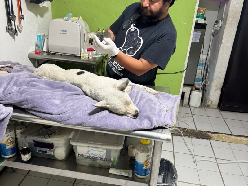 Policía Auxiliar asumirá gastos de perrito golpeado por uno de sus elementos