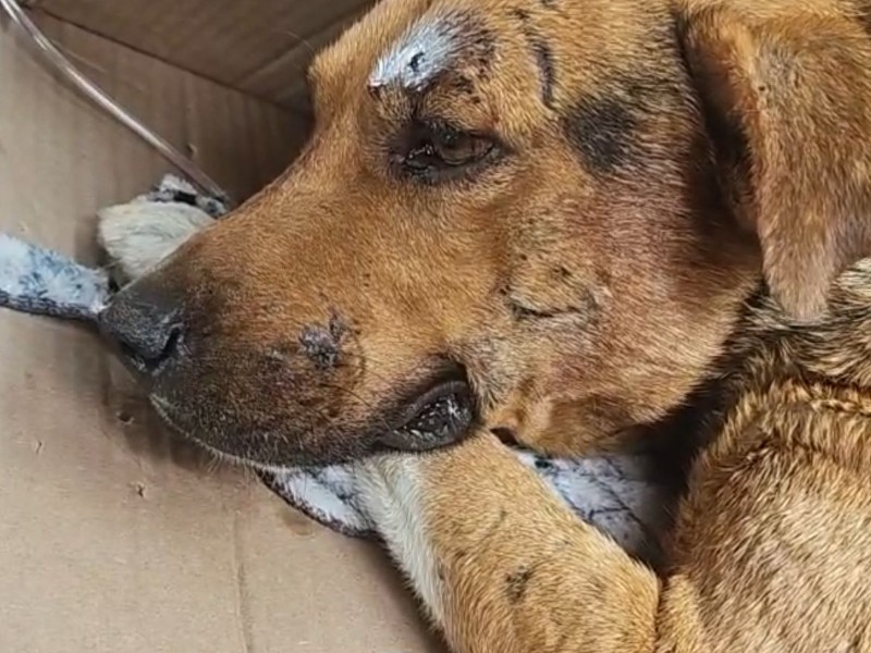 Policía de Miahuatlán atropellan a perritos, exigen esclarecimiento y sanciones