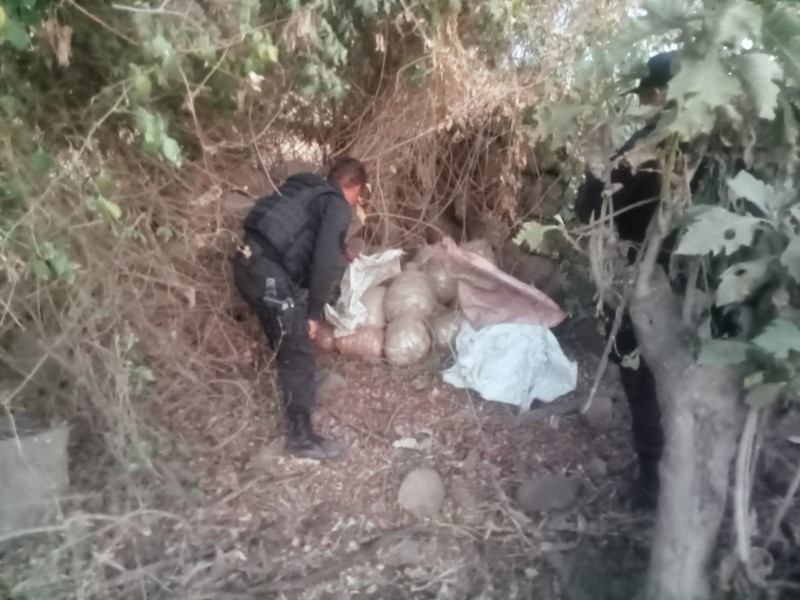 Policía del Estado asegura 43 kg de marihuana en Etzatlán