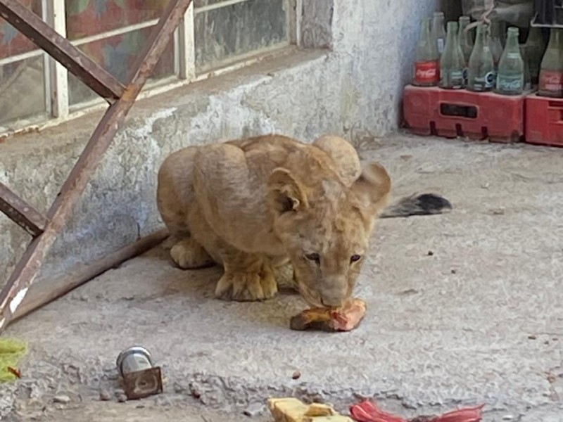 Policía tapatíos aseguraron cachorro de león en la Insurgentes