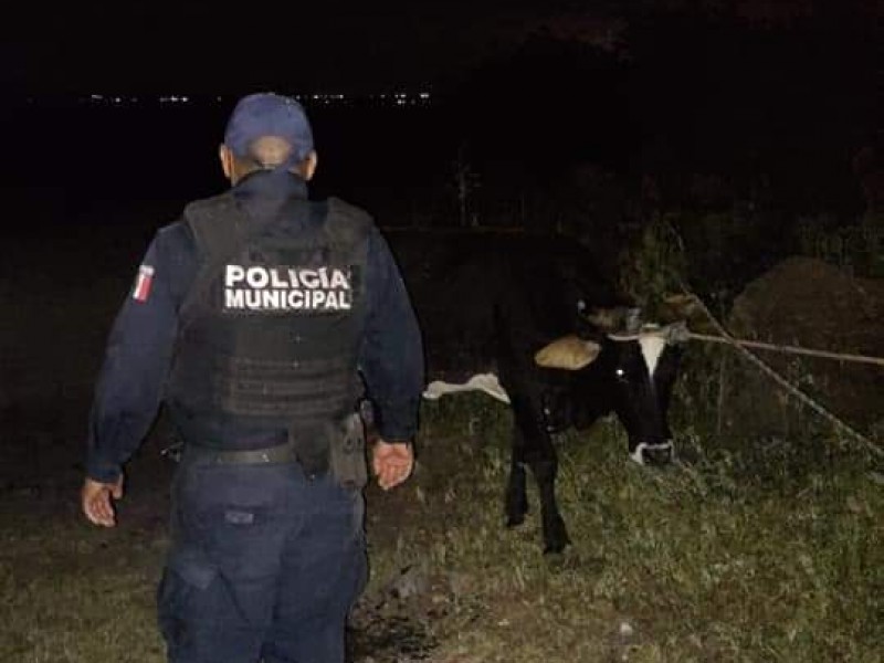 Policías ayudan a recuperar dos cabezas de ganado