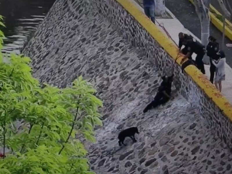 Policías rescatan a canino en el Río Querétaro