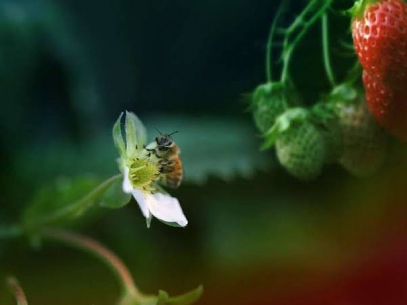 Polinización de las abejas aumenta rendimiento y producción de frutillas