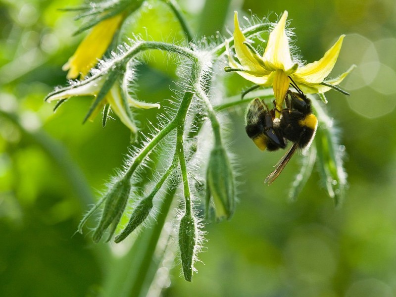 Polinización orgánica con abejorros mejora producción de alimentos.