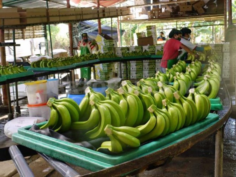 Política arancelaria afectaría a productores de platano