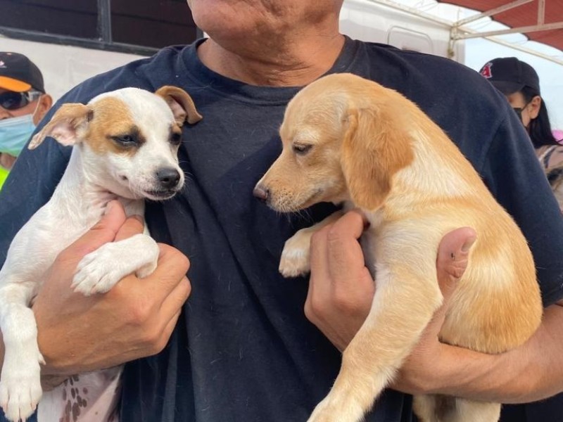 Ponderan bienestar de mascotas en este 29 Ayuntamiento