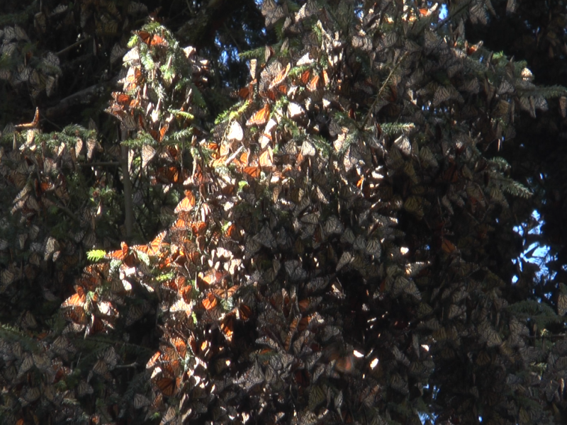 Por abrir Santuarios de la Mariposa Monarca