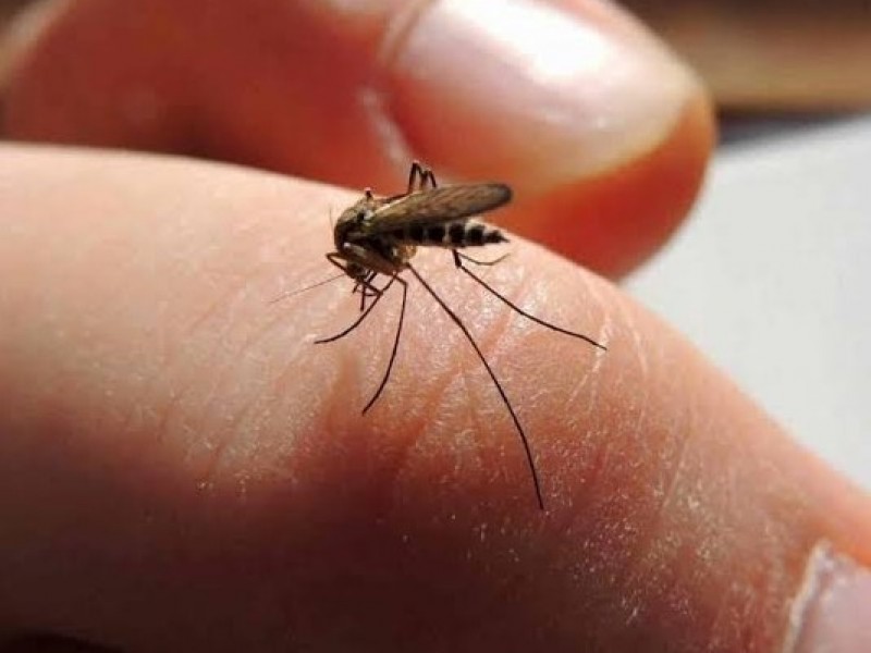 Por altas temperaturas podrían incrementar casos de dengue
