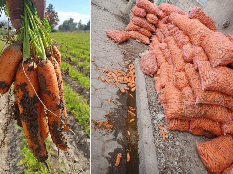 Por altos costos de producción, cultivo de zanahoria decreció