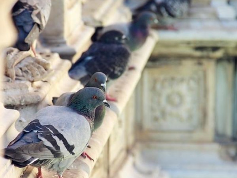 Por aprobarse uso de gel contra palomas en Torreón