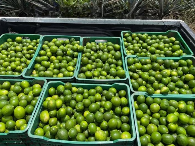 Por bajos costos citricultores veracruzanos desechan producto Por bajos costos citricultores veracruzanos desechan producto