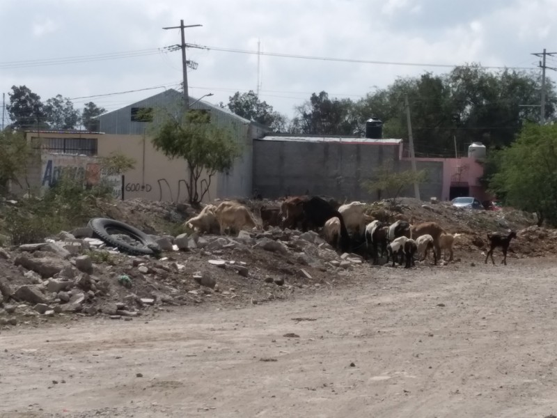 Por canícula, escasea alimento para ganado, afectación para pequeños productores