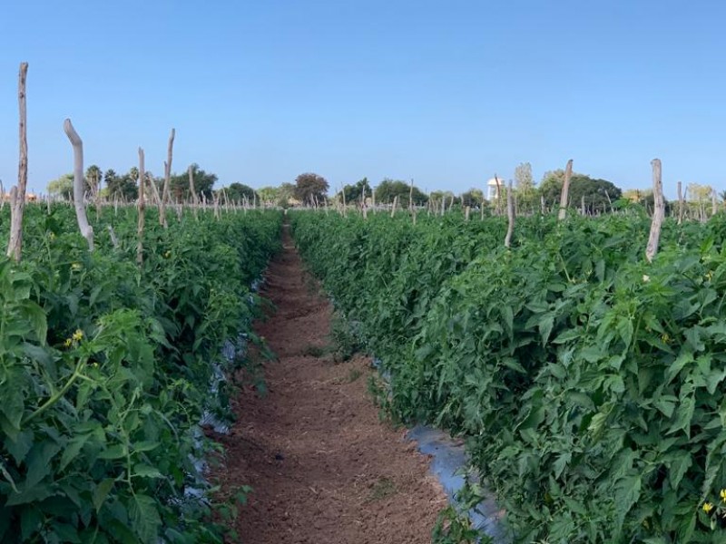 Por cerrar la temporada de tomate y sin buen precio