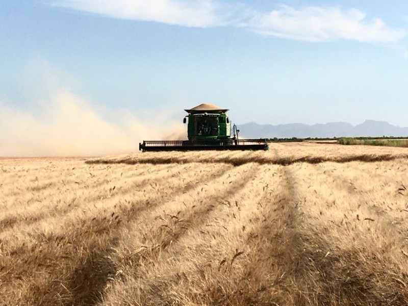 Por concluir cosechas de trigo en el valle del Carrizo