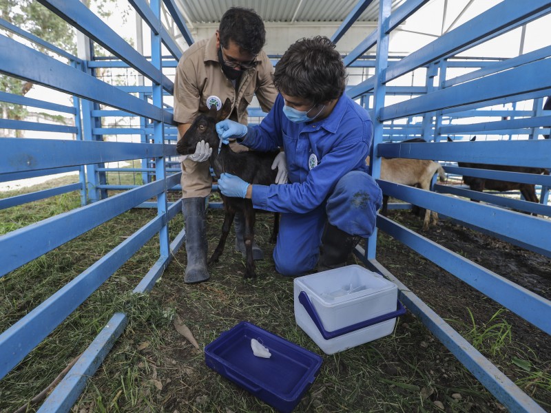 Por concluir fase experimental en animales de Vacuna contra COVID