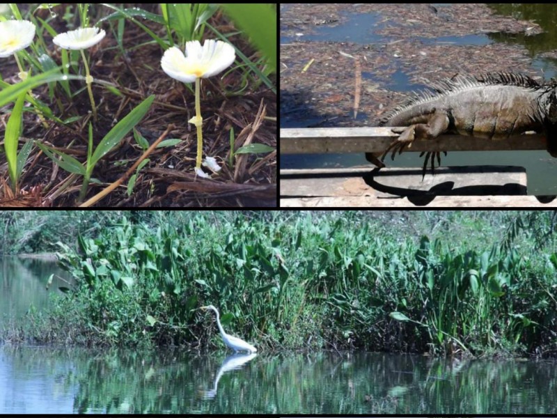 Por confinamiento social y lluvias, parque ecológico recuperó su biodiversidad