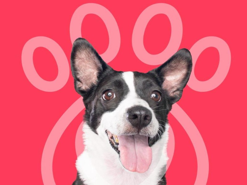 Por Día Internacional del Perro Callejero, organizan feria de adopción