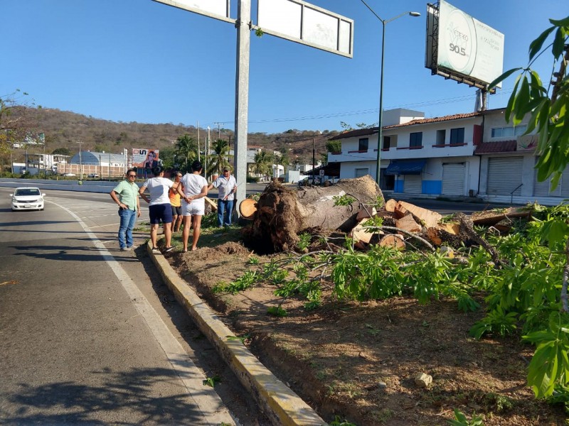 Por enfermedad colapsa emblemática ceiba en Zihuatanejo