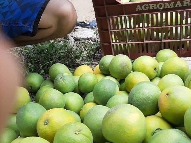 Por esta plaga disminuye la cosecha del limón en Veracruz
