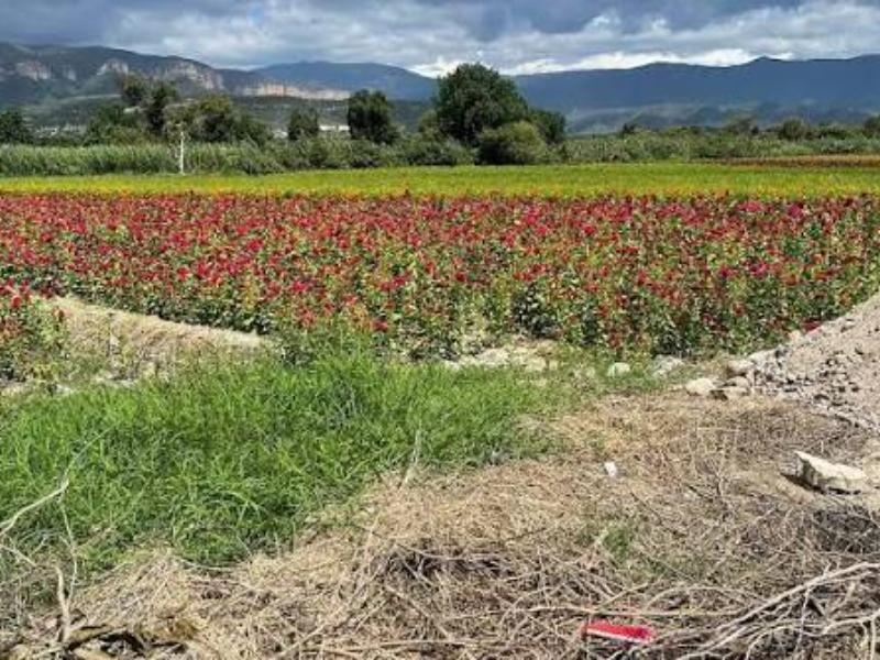 Por falta de agua se dio poca flor de temporada en SanDiego