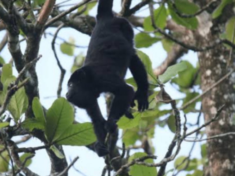 Por falta de hábitat mueren monos aulladores