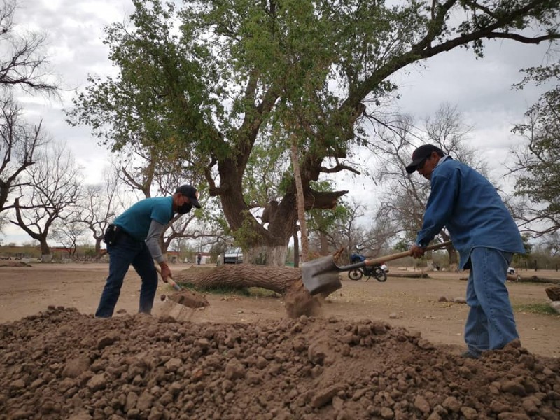 ¡Por fin! Inician Programa de reforestación en el Río Mayo