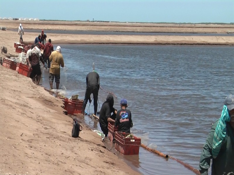 Por finalizar primera fase de cosecha de camarón de granja