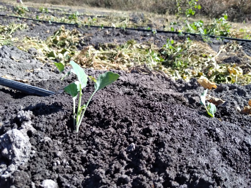 por frío agricultores optan por cultivos más resistentes