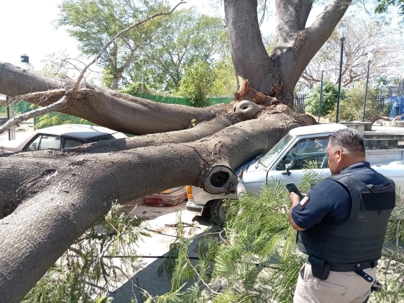 Por fuertes vientos árbol cae encima de dos vehículos