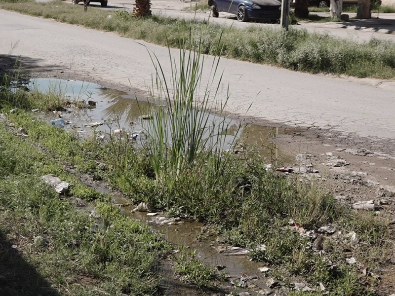 Por fuga de agua hasta brotan plantas en Montereal