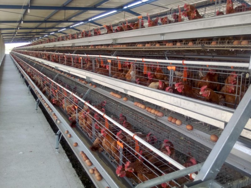 Por gripe aviar en otros estados, Colima vigila sanidad avícola