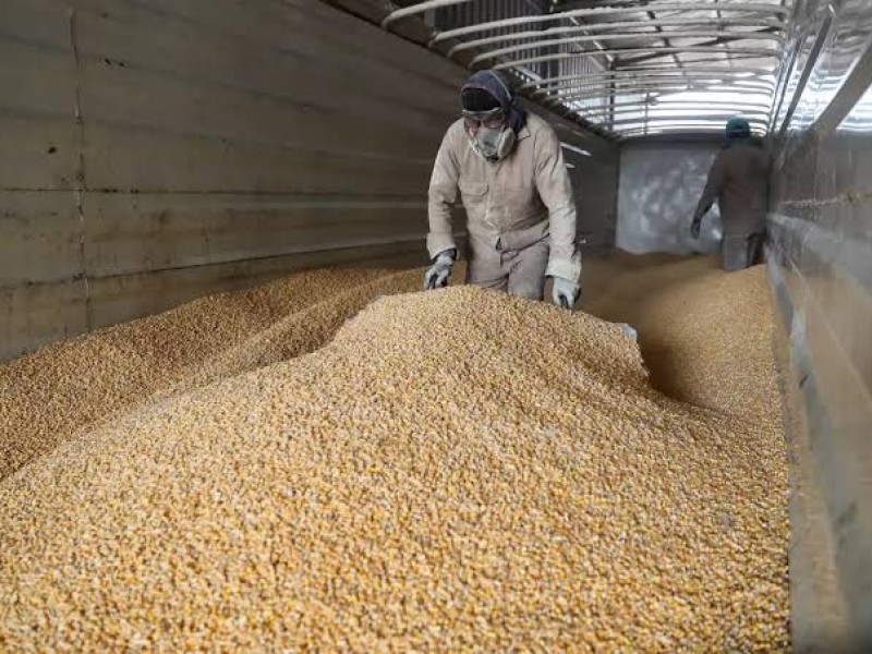 Por importación de maíz industriales de la tortilla conservan precios