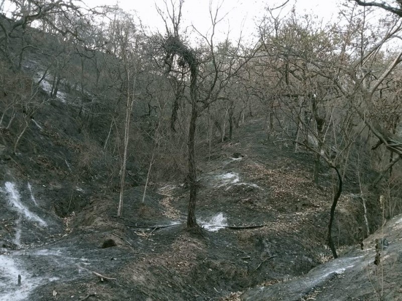 Por incendios en Chimalapas, en riesgo de desaparecer especies animales