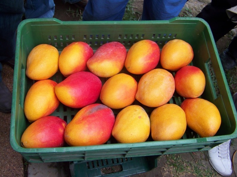Por iniciar cosecha de mango en la zona norte