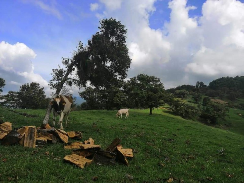 Por lluvias, bajo producción de forraje, pero encarece 30 pesos