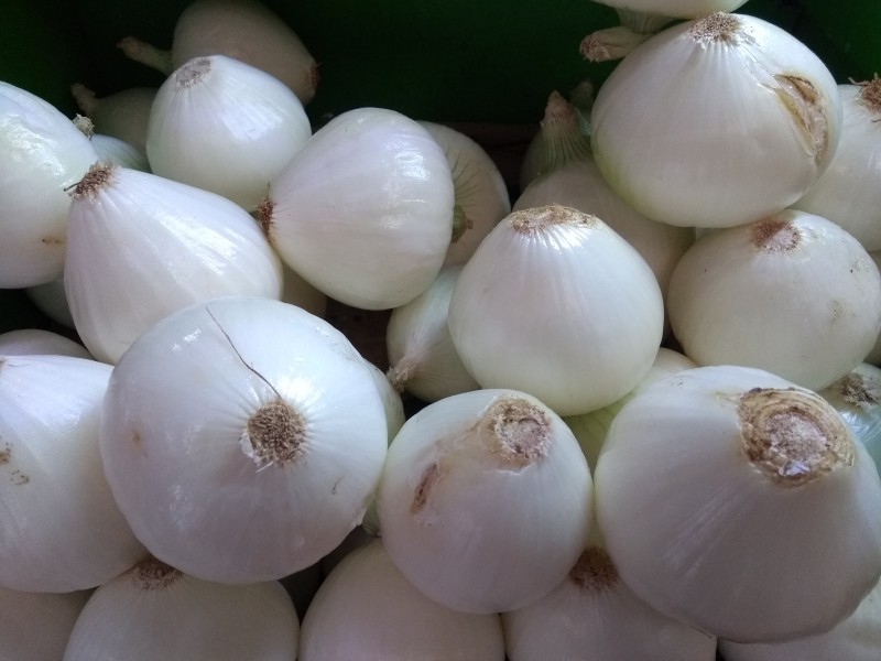 Por lluvias podrían subir la cebolla y jitomate