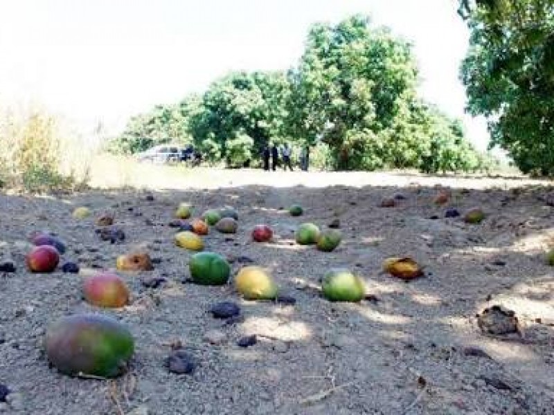 Por los suelos precio del mango