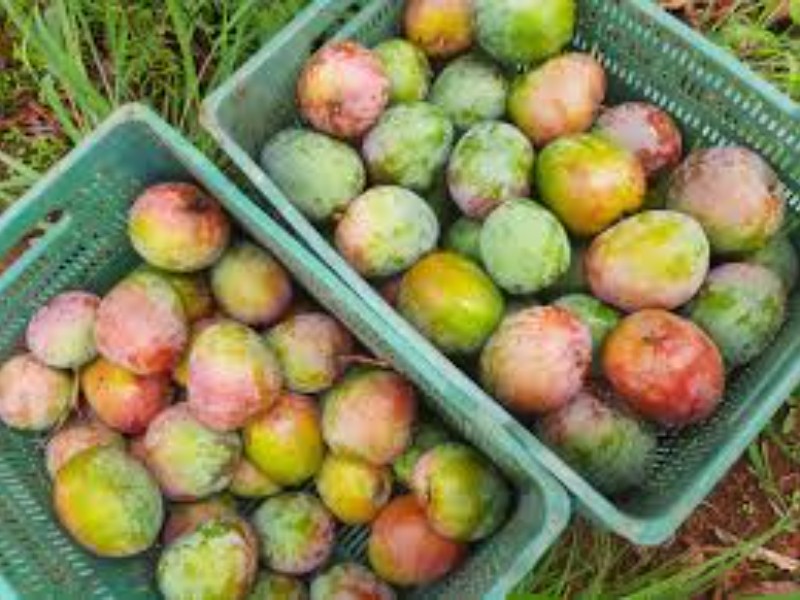Por los suelos precio del mango, afectados productores y comerciantes