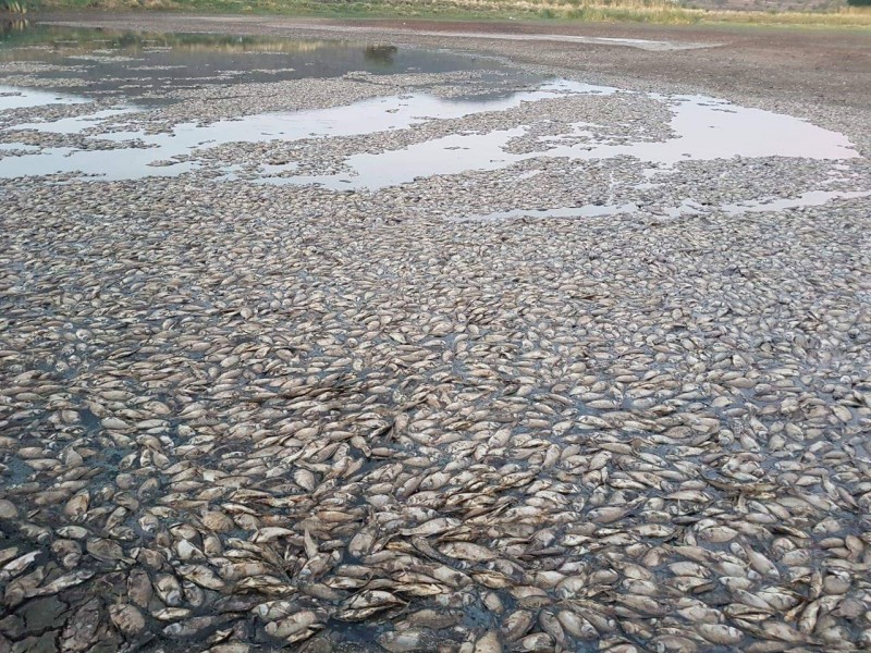 Por negligencia ambiental mueren miles de peces en presa michoacana