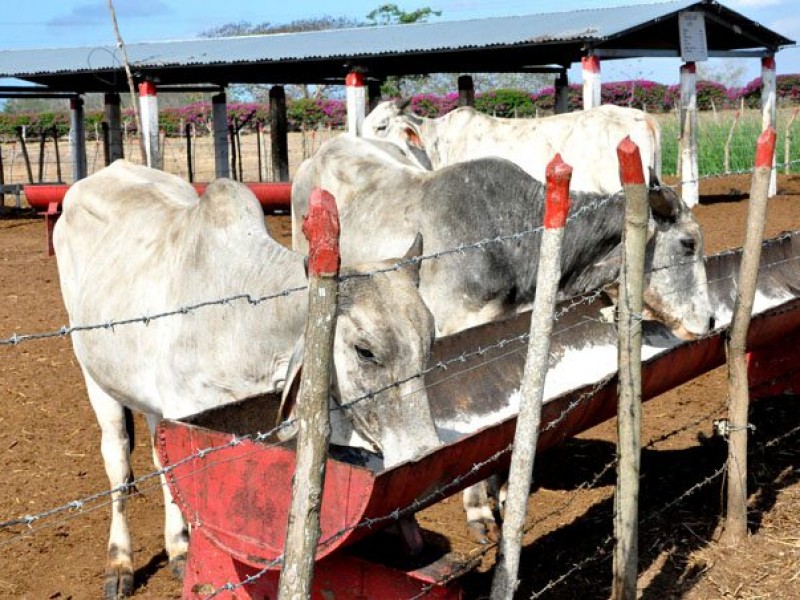 ¿Por qué habilitar refugios temporales para animales durante huracanes?