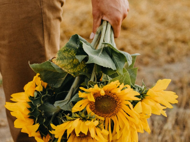 ¿Por qué se regalan flores amarillas el 21 de septiembre?