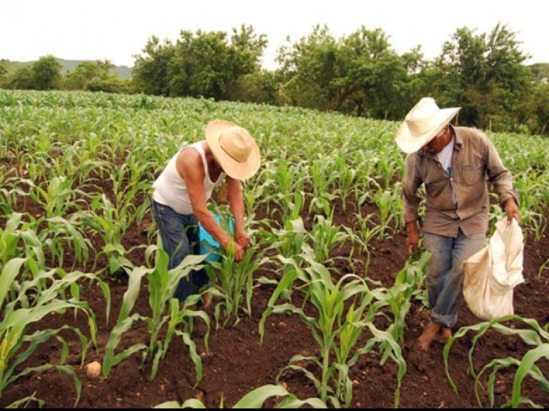 Por recorte, desaparece programa de apoyo al campo