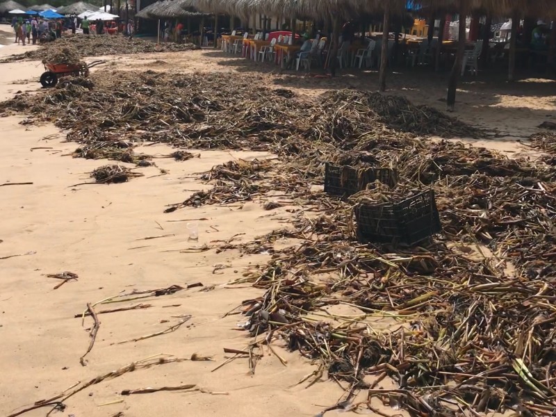 Por segundo día retiran lirio de playa Varadero