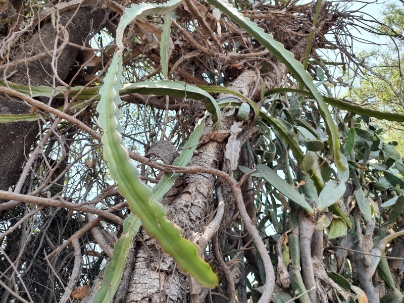 Por sequía 4 productores reconvirtieron cultivos a sembradíos de pitahayas