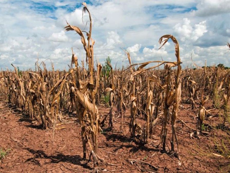 Por sequía Álvaro Obregón disminuye riego de cultivo