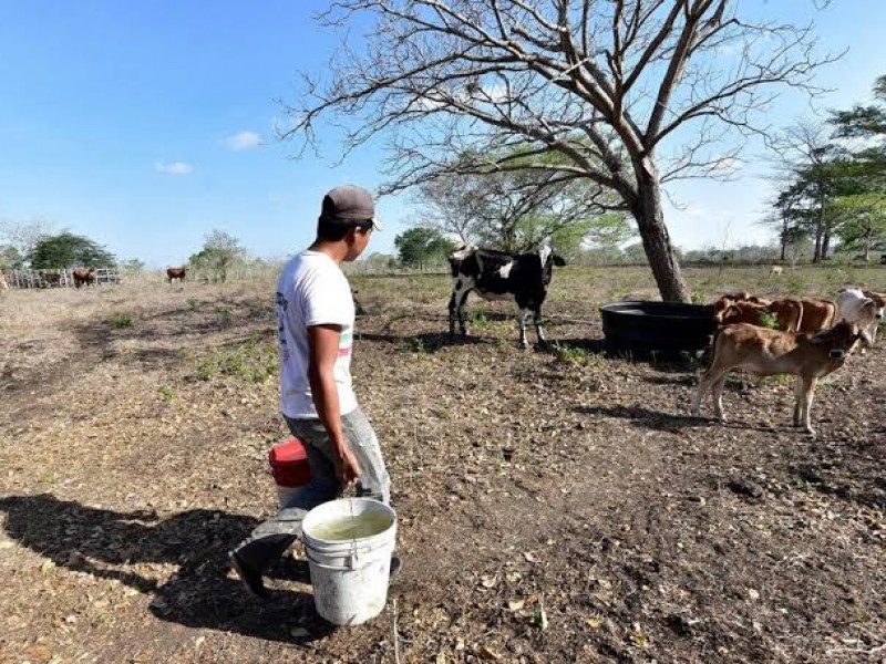 Por sequía, se agrava panorama económico para productores ganaderos