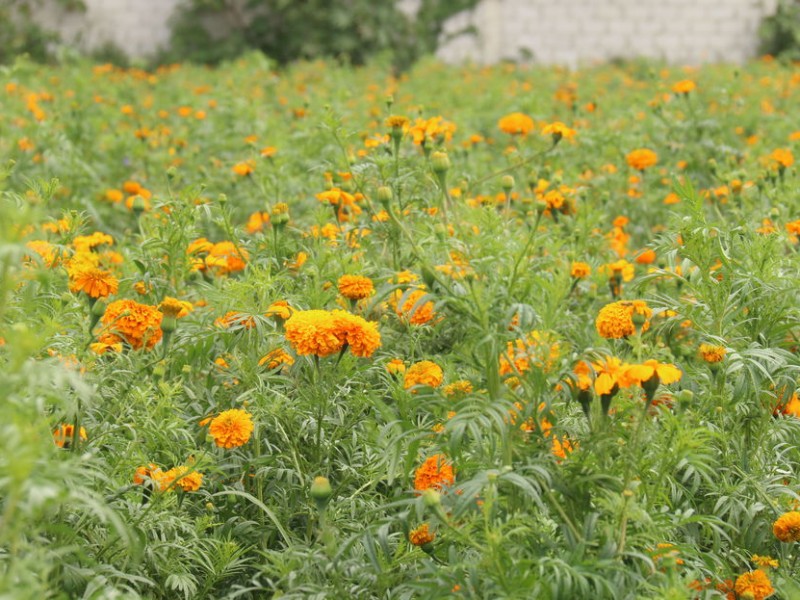 Por temor a pérdidas habrá menor flor de muerto